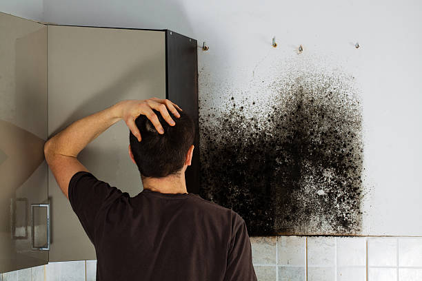 Professional Mold Inspection, Removal & Remediation in Hacienda Heights, CA